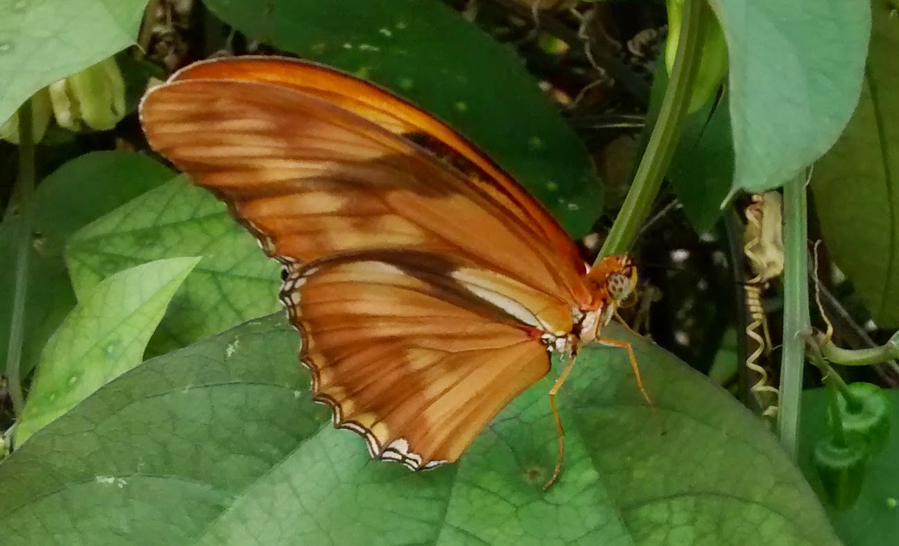 Orange Julia butterfly